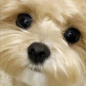 Meet your Posher, Alice